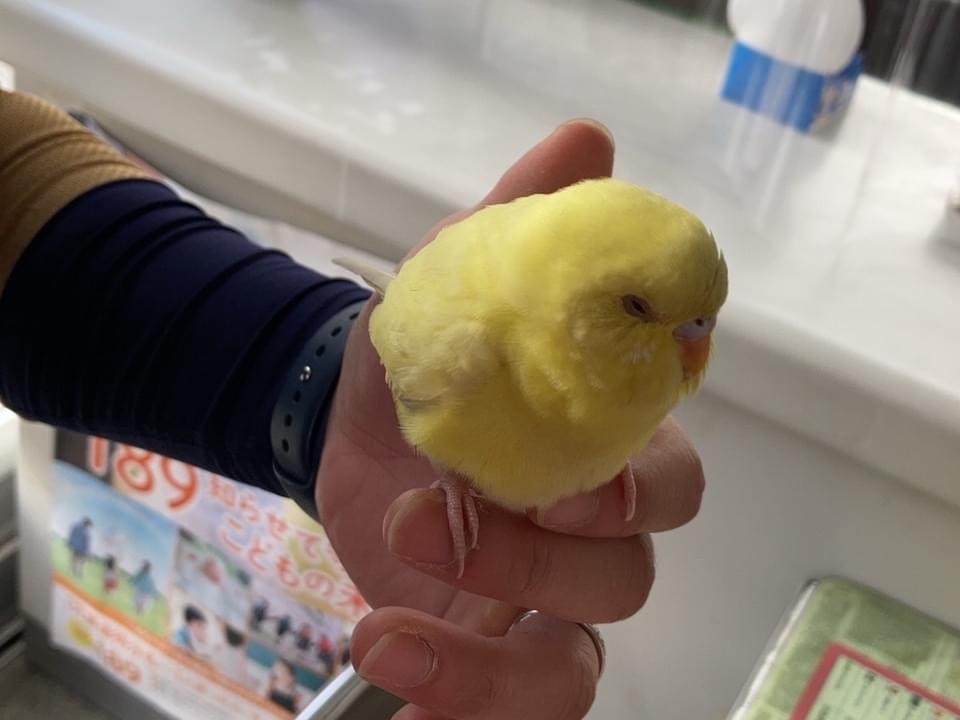 保護された鳥 保護された鳥