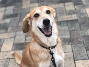 耳が垂れているビーグルと柴犬のmixを探しています