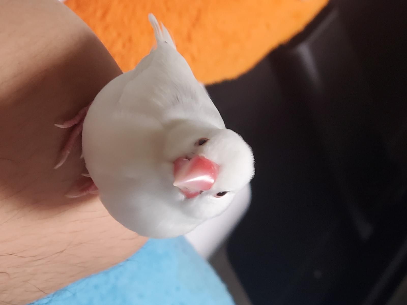 しろちゃん しろちゃん