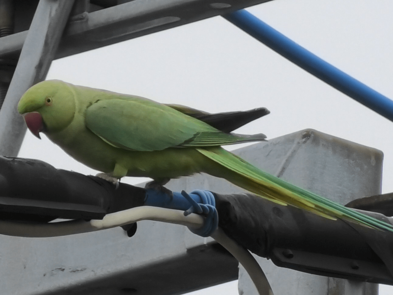 目撃された鳥 目撃された鳥