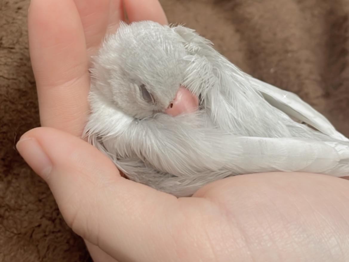 チロルちゃん チロルちゃん