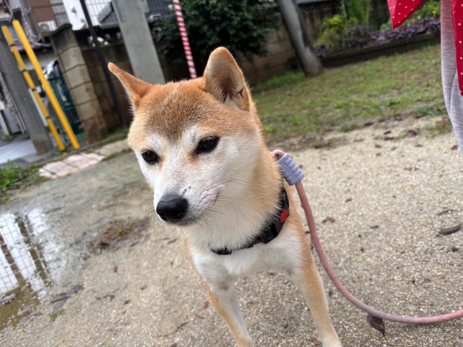 さくらちゃん さくらちゃん