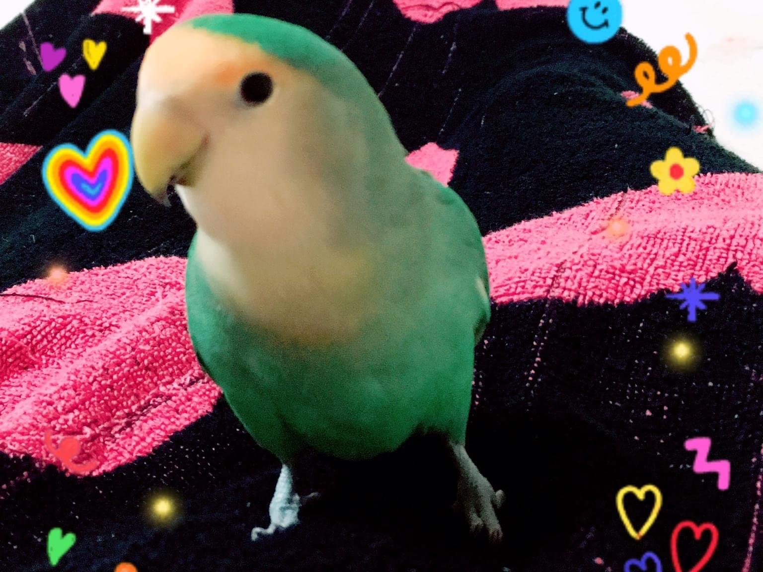 ピーちゃん ピーちゃん