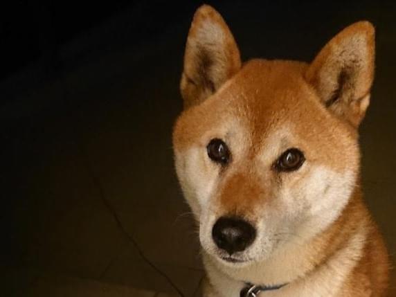 ゴンちゃん ゴンちゃん