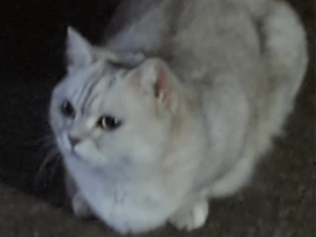 目撃された猫 目撃された猫