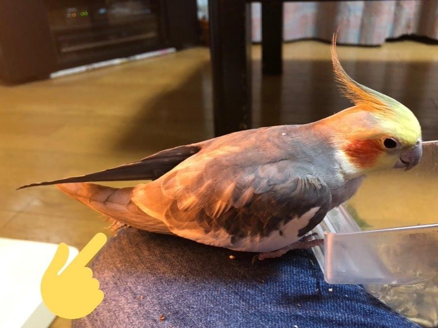 保護された鳥 保護された鳥
