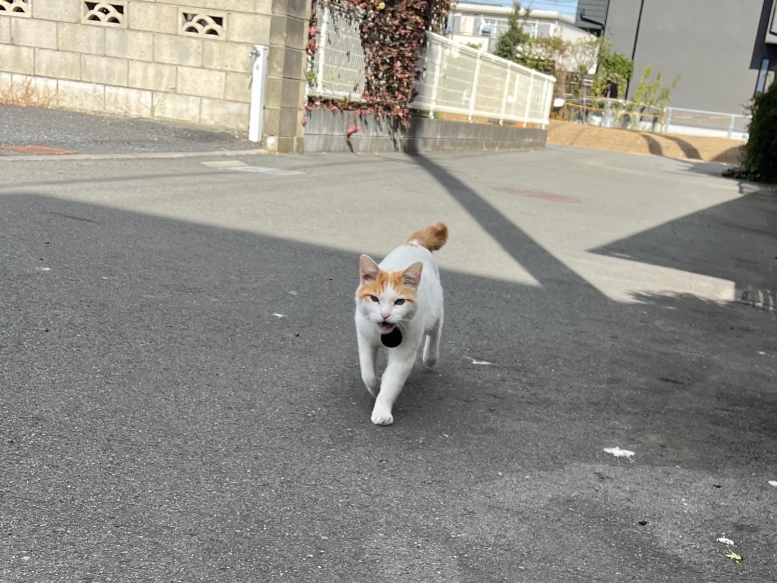 目撃された猫 目撃された猫