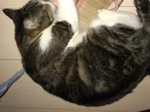 サバ白 キジ白ミックス猫捜索中