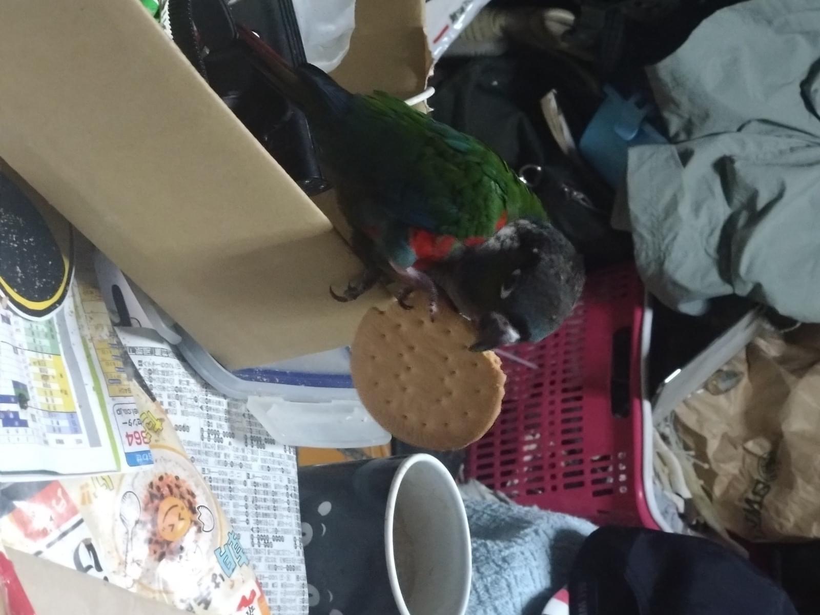 ももちゃん ももちゃん