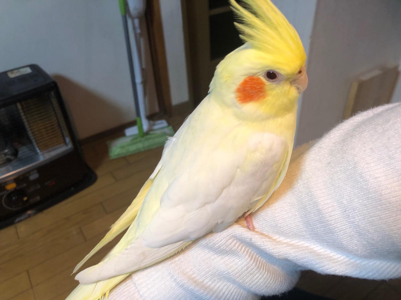 ふくちゃん ふくちゃん