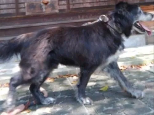 大きな黒い犬を探しています