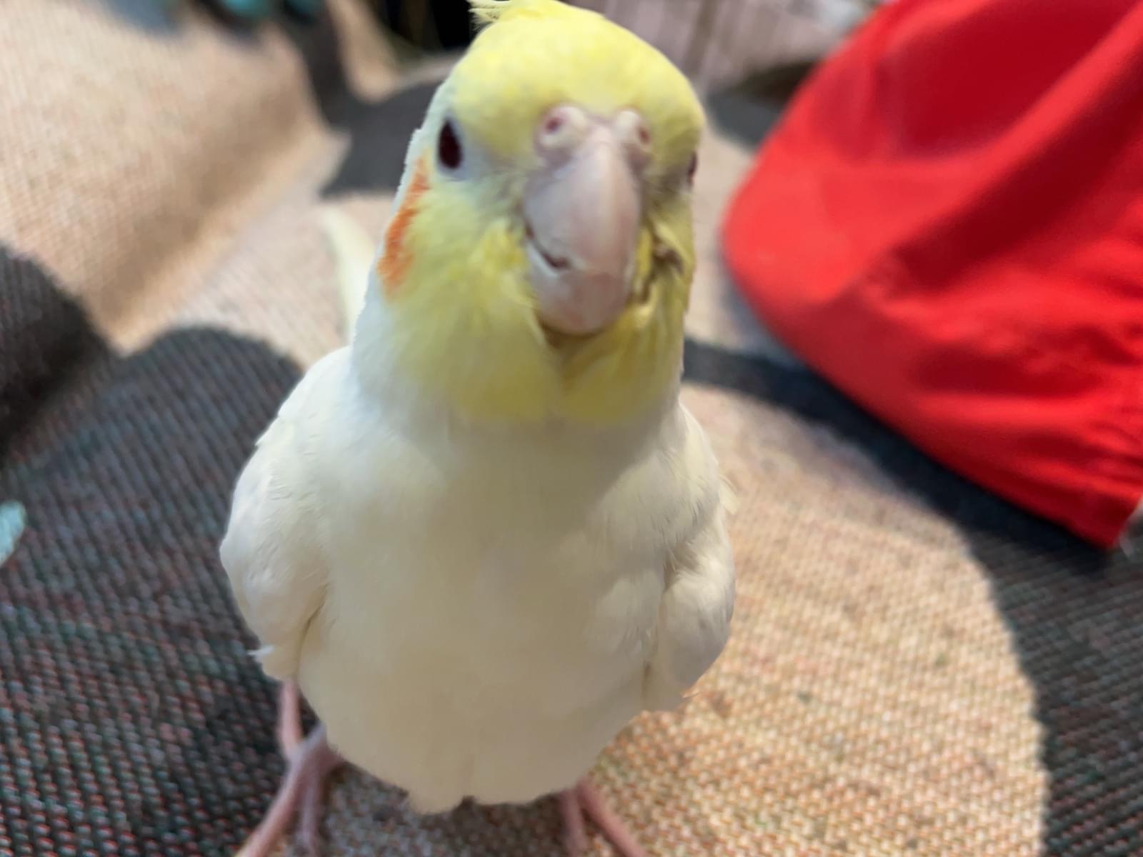 ぽぅちゃん ぽぅちゃん