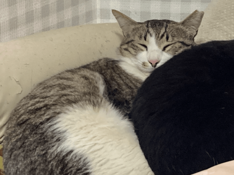 きじのすけちゃん