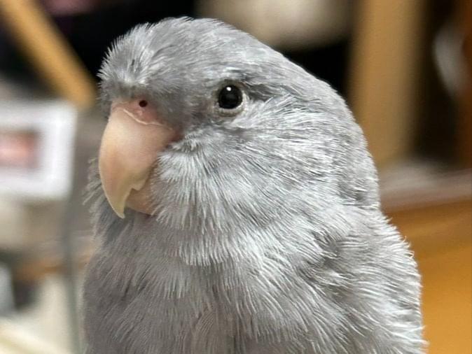 ぴぴちゃん ぴぴちゃん
