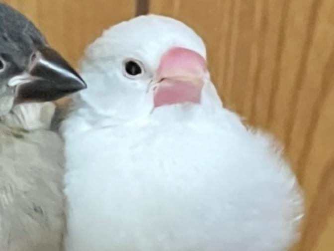 まめちゃん まめちゃん