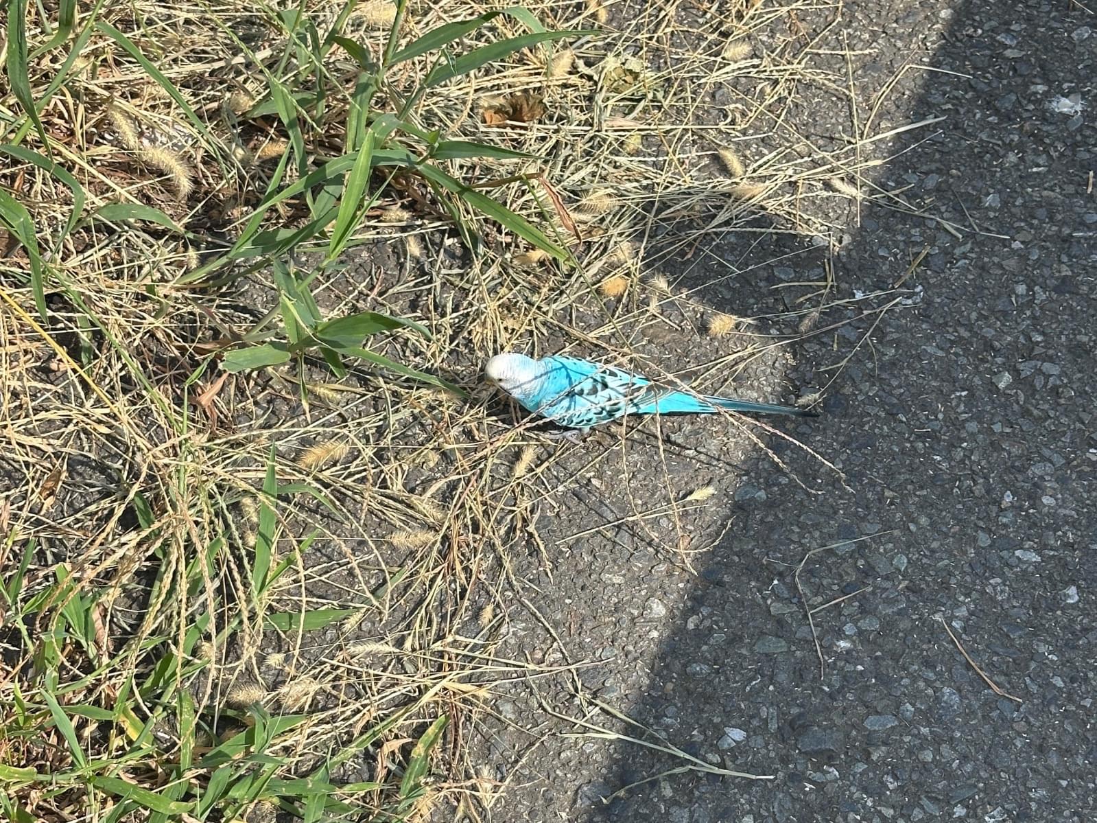 目撃された鳥 目撃された鳥