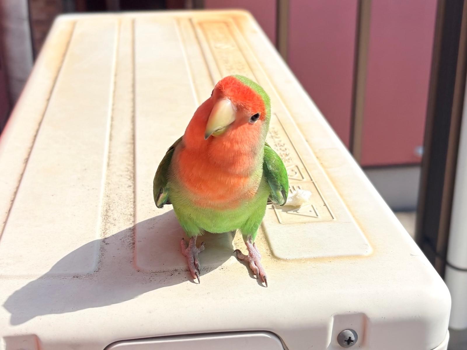 保護された鳥