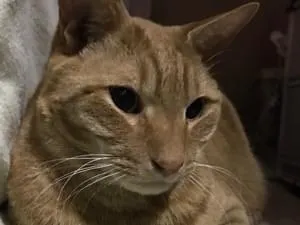 茶トラ猫（お手数おかけしたため少しお値引きいたしました） ねこハラダイカットステッカー 茶トラ(茶トラ