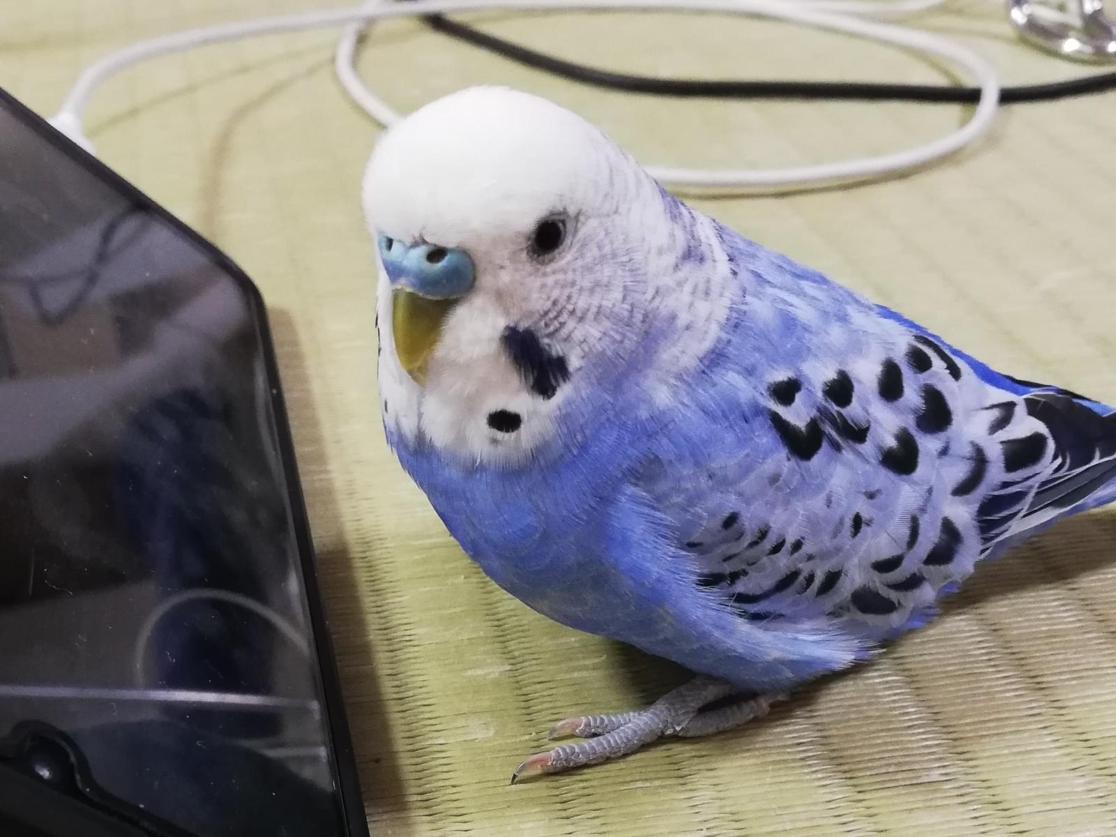 ピーちゃん ピーちゃん