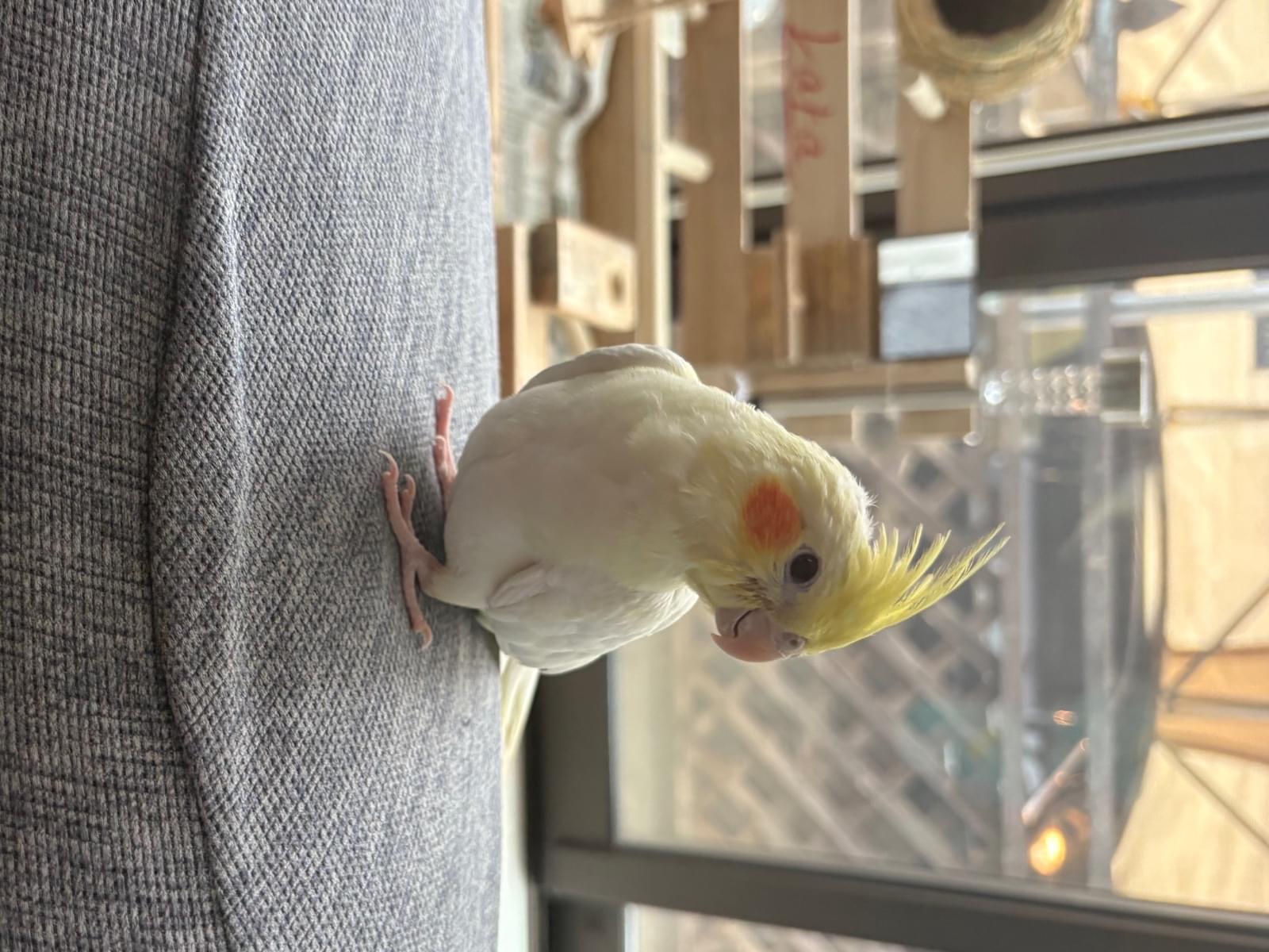 ララちゃん ララちゃん