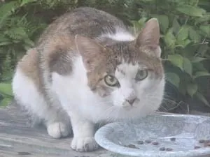全国の迷子の猫 (10633件) 全国の迷子の猫 (10633件)