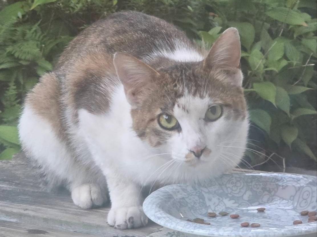目撃された猫