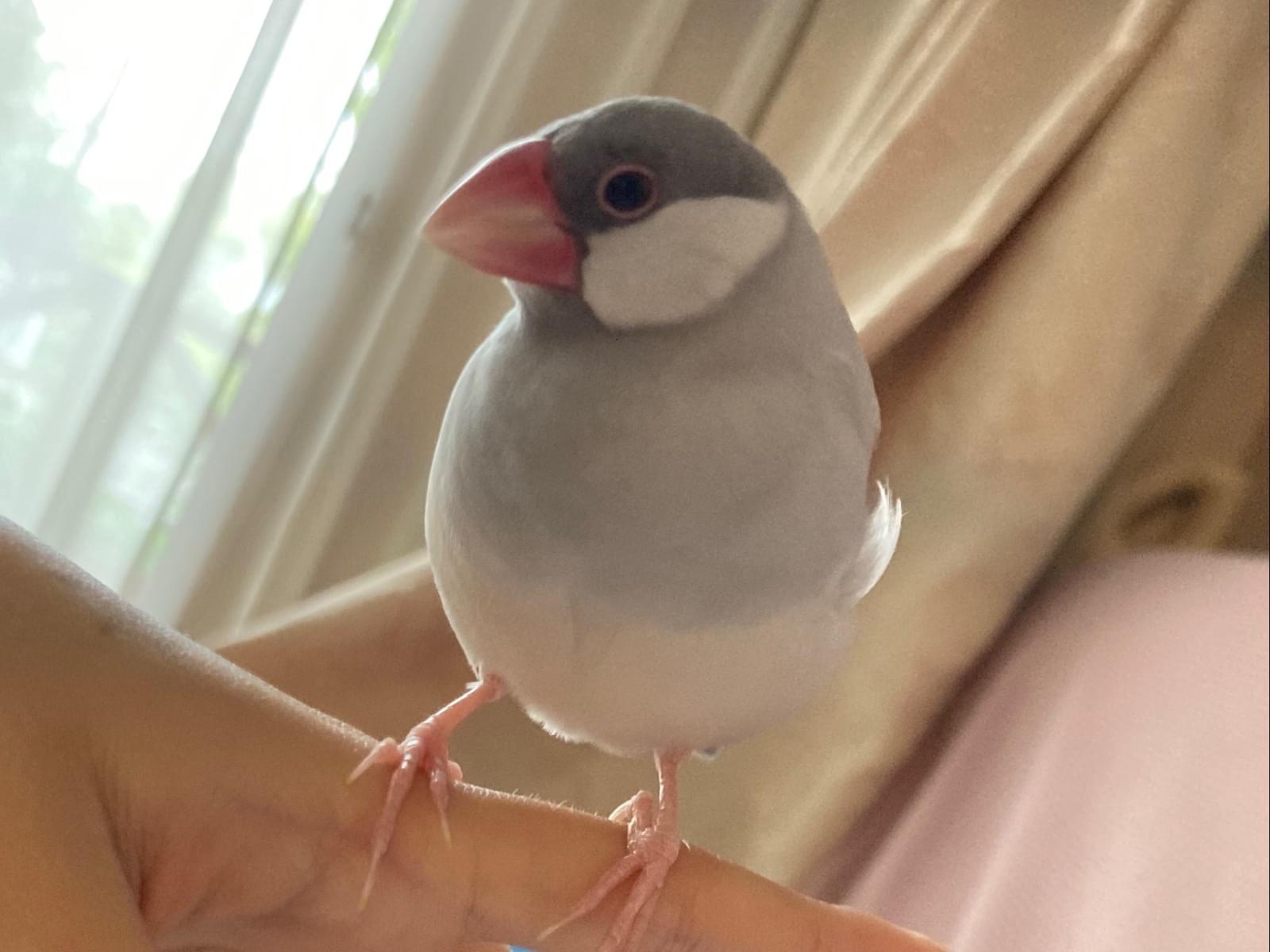 サンドちゃん サンドちゃん