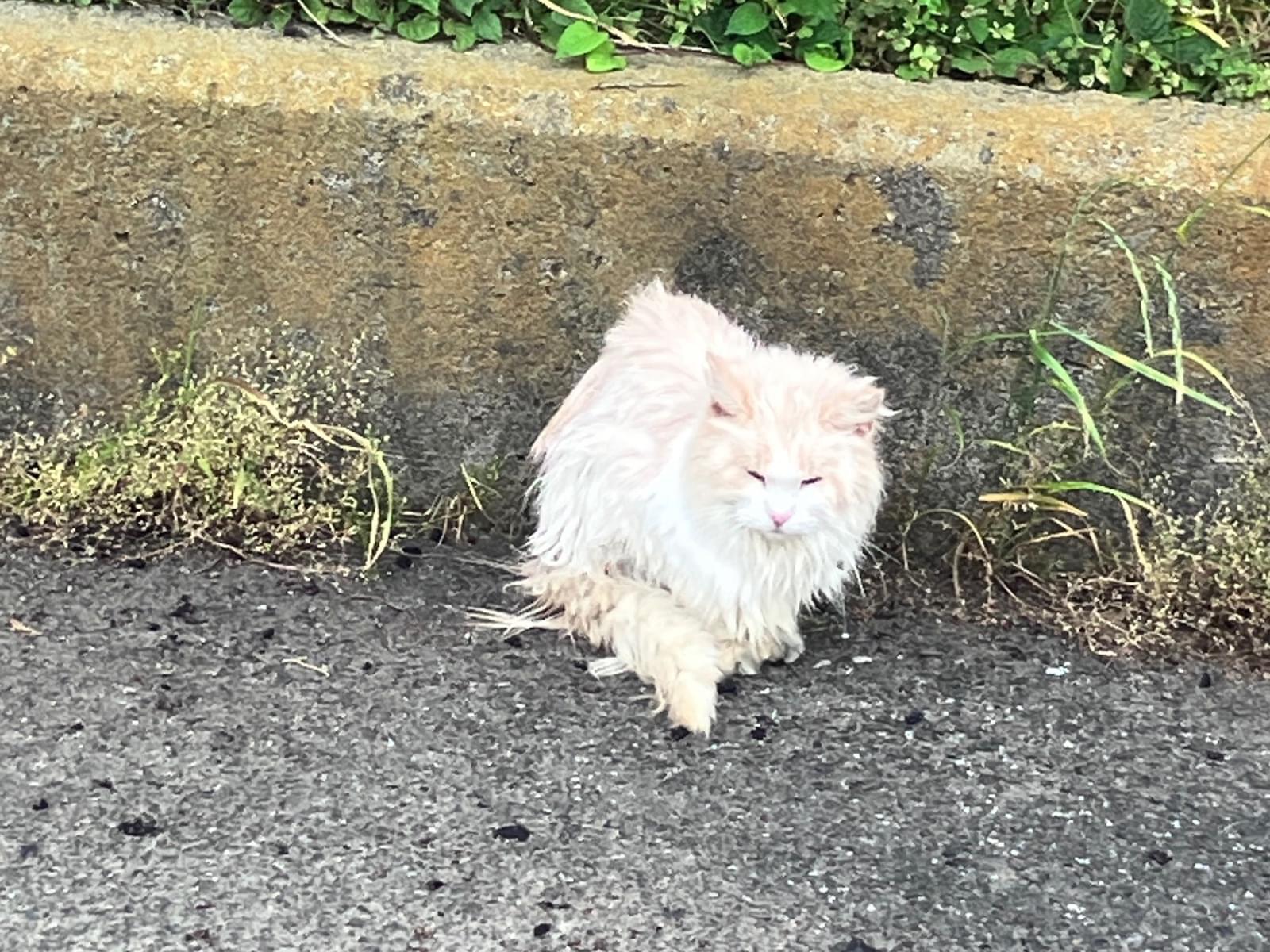 目撃された猫 目撃された猫