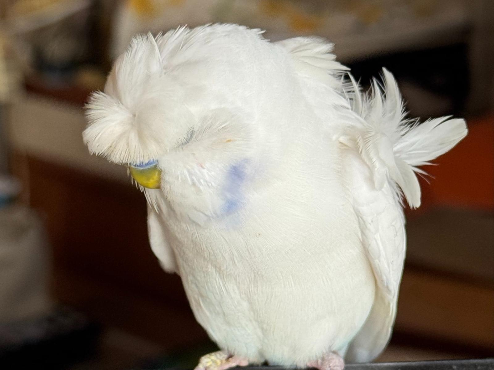 保護された鳥 保護された鳥