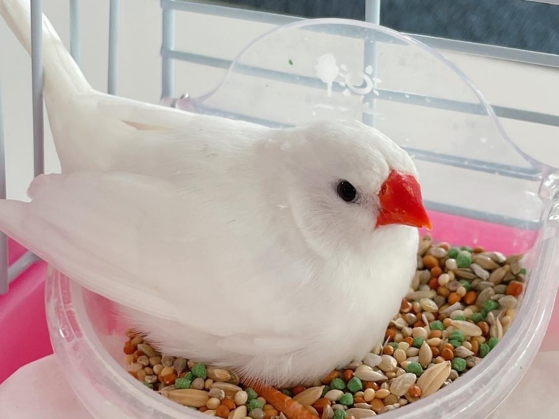 保護された鳥 保護された鳥