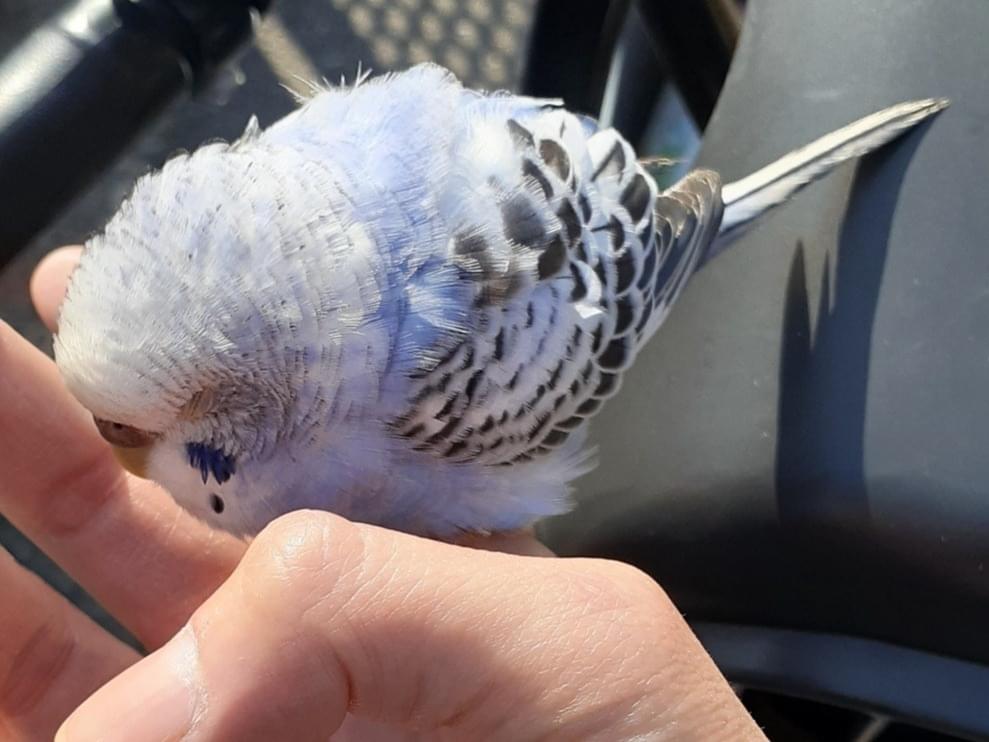 保護された鳥 保護された鳥