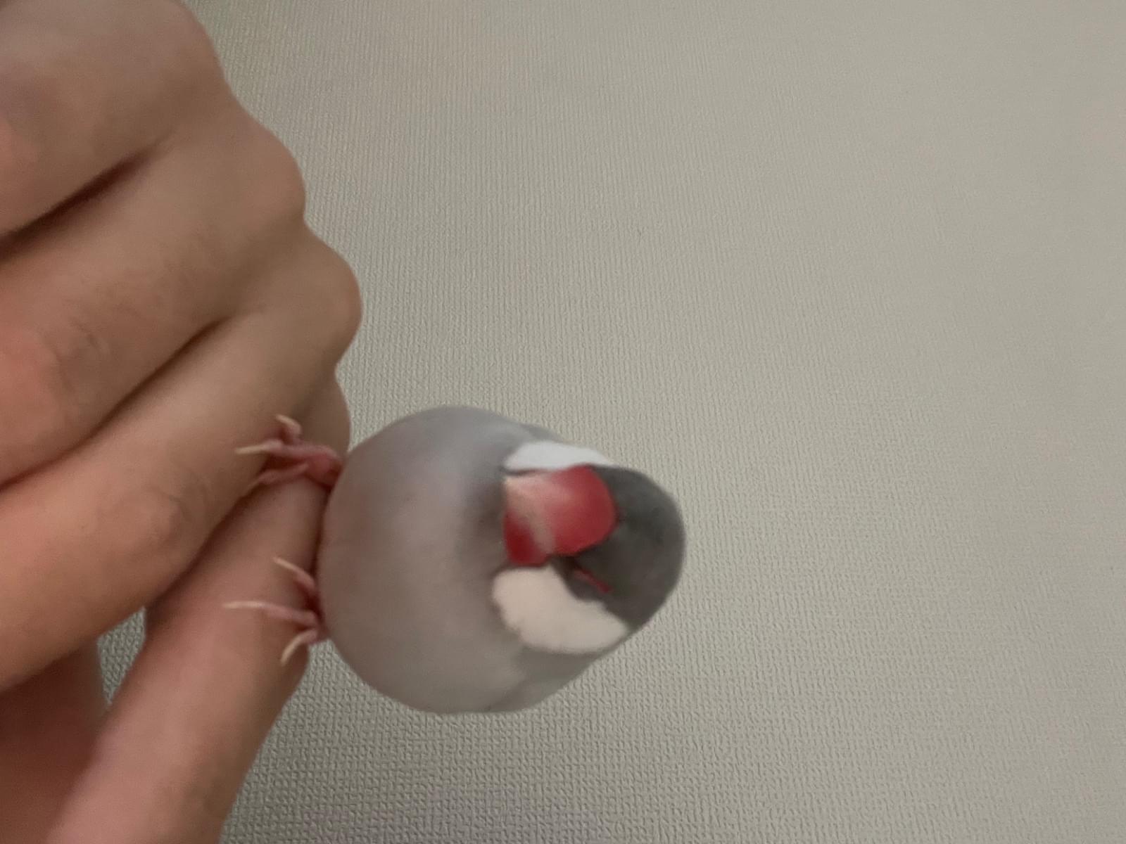 てりやきちゃん
