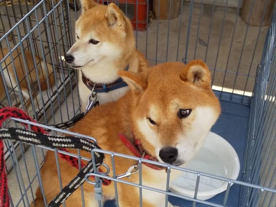 保護された犬 保護された犬