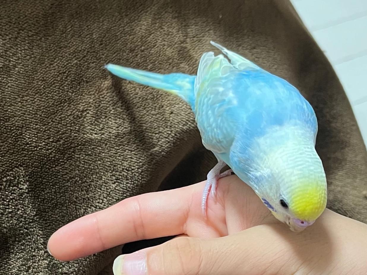 ピノちゃん ピノちゃん