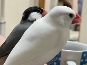 文鳥の毛 u0i36ba-300x225.jpg.webp