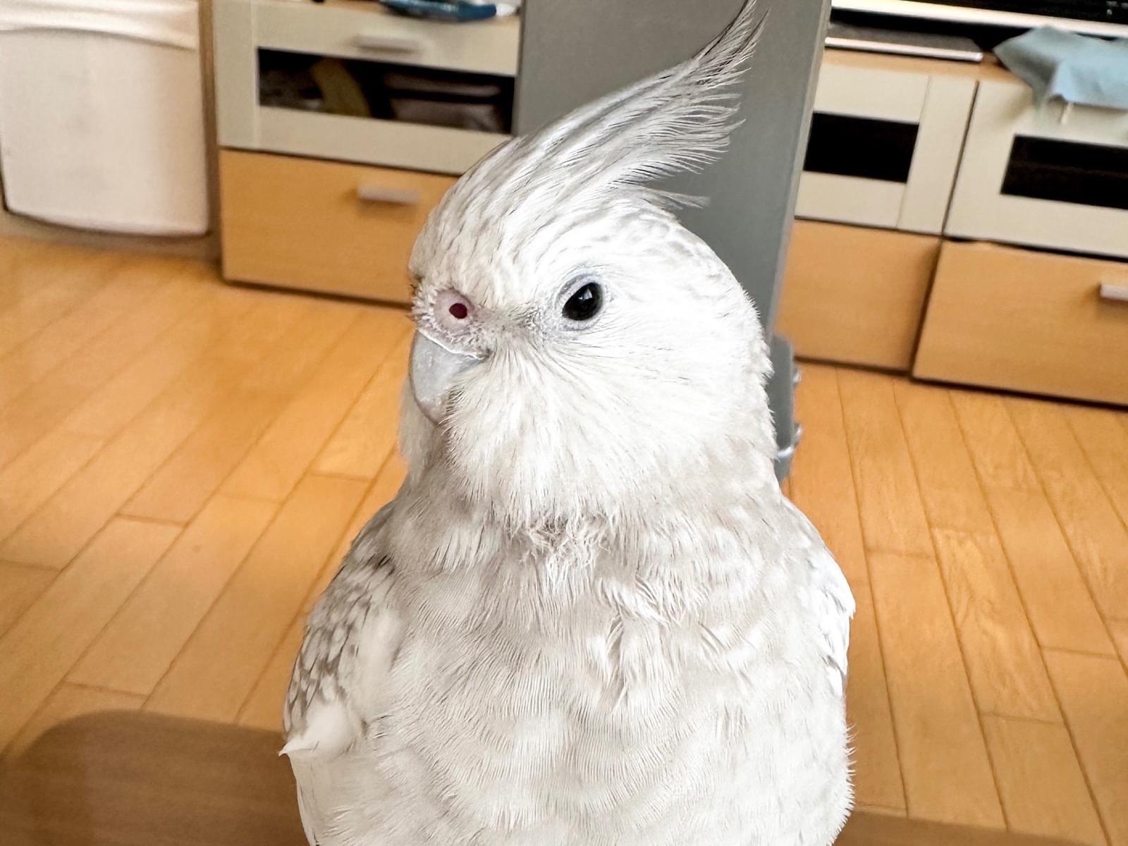 ちゃまるちゃん