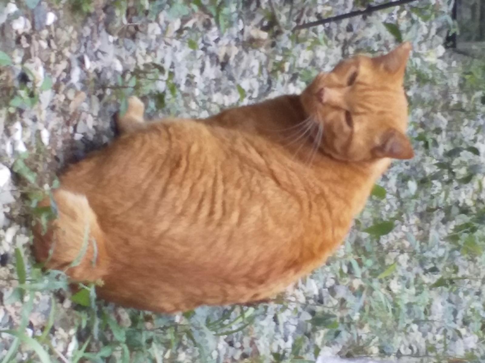 目撃された猫 目撃された猫