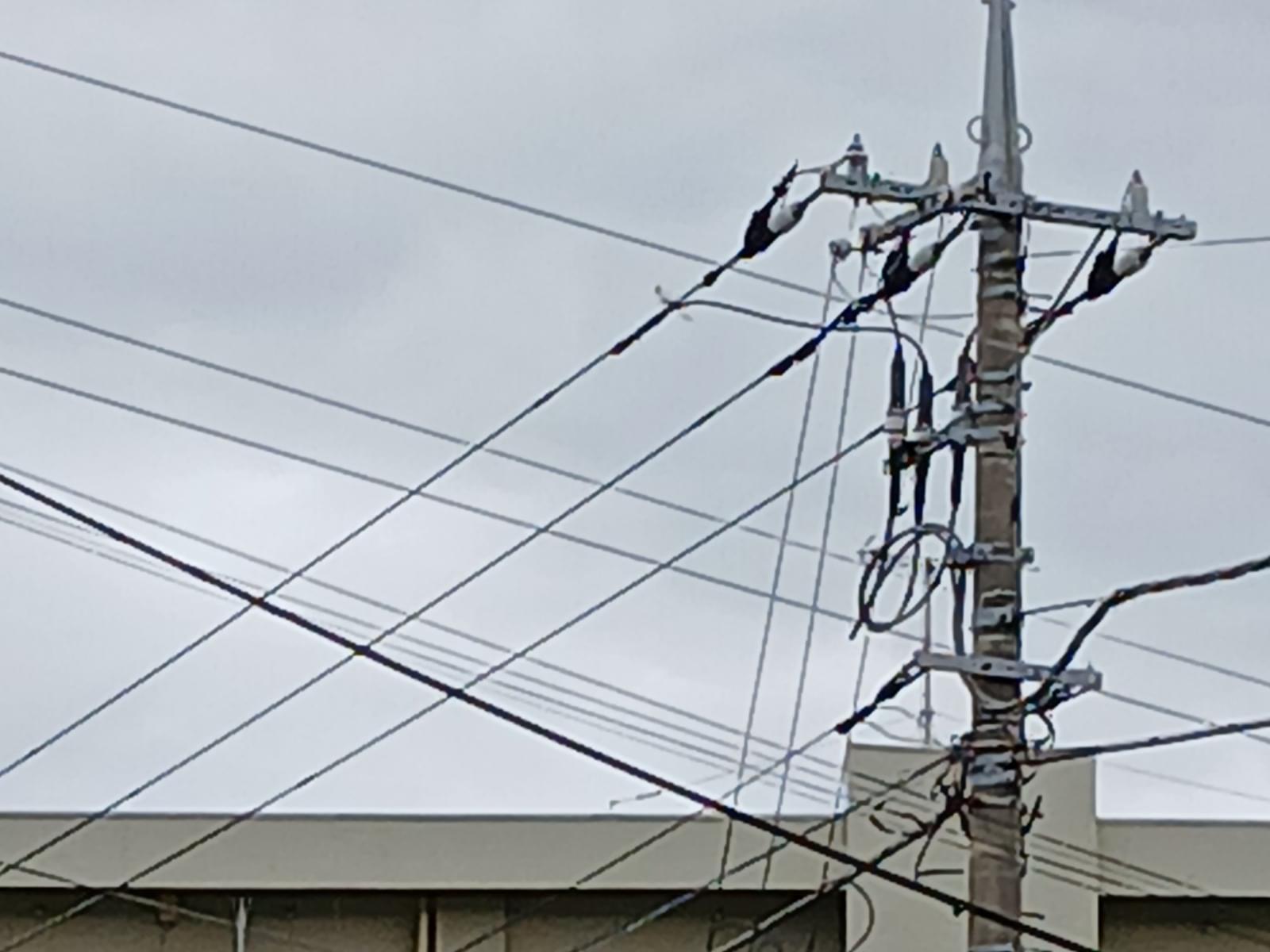 目撃された鳥 目撃された鳥