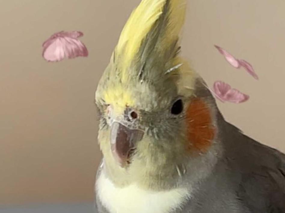 ピッチーちゃん ピッチーちゃん