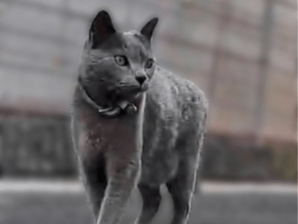 目撃された猫