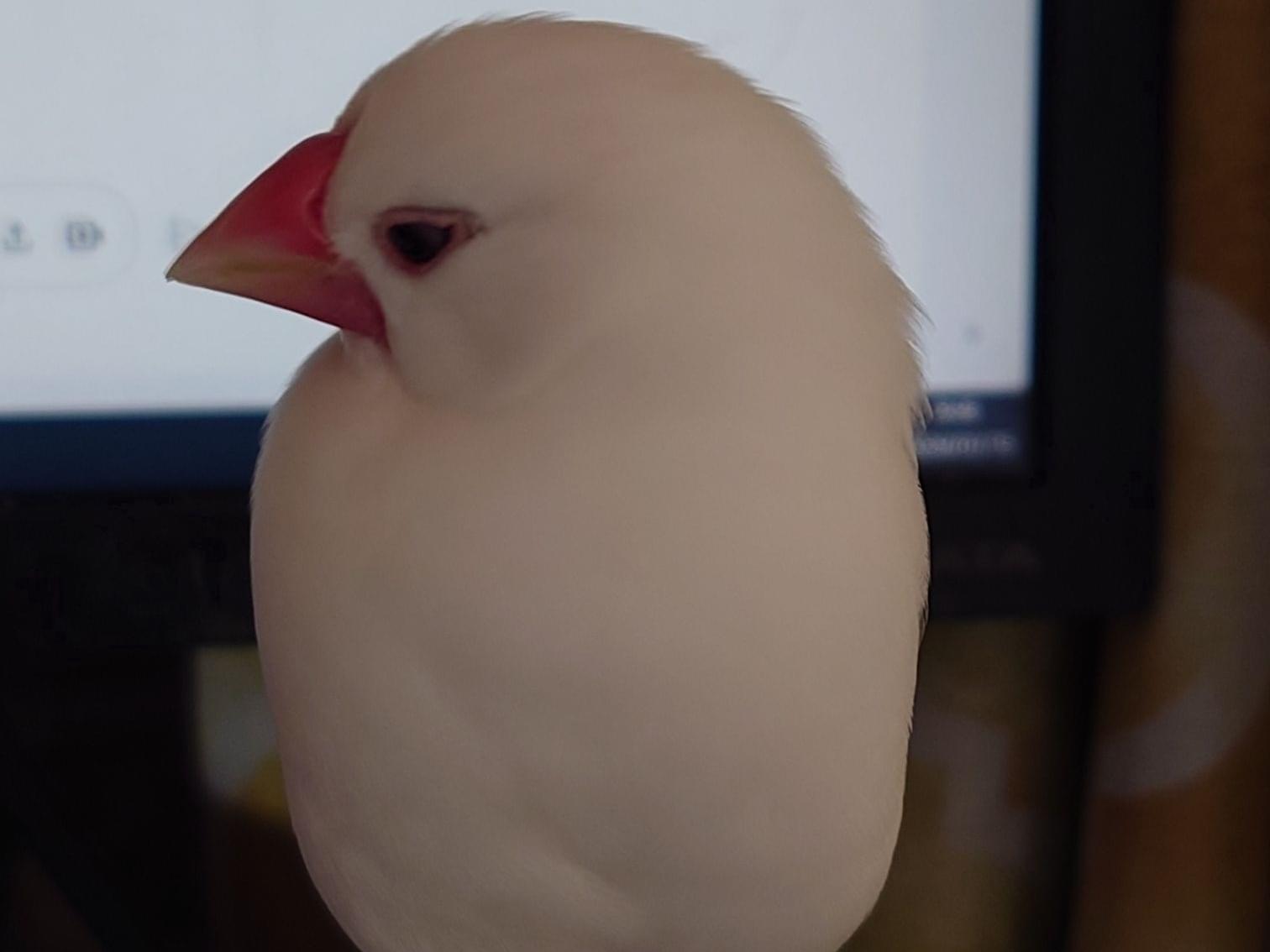 うにちゃん うにちゃん