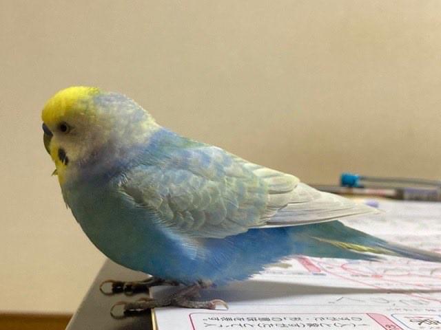 ラムネちゃん ラムネちゃん