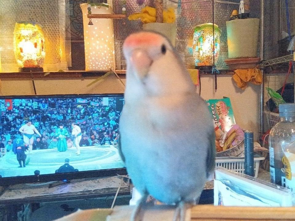 ヤーナちゃん
