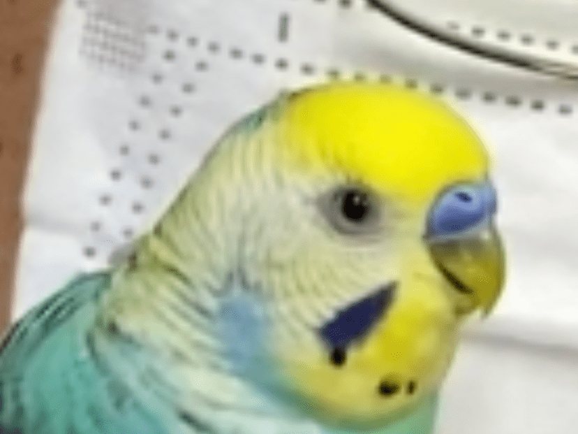 こてつちゃん こてつちゃん