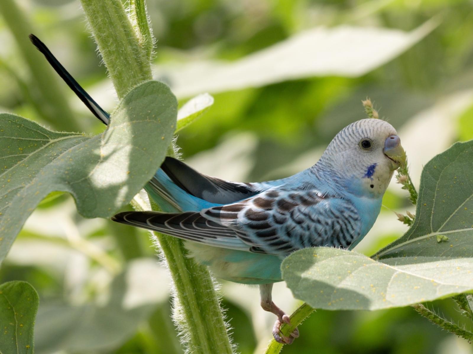 目撃された鳥 目撃された鳥