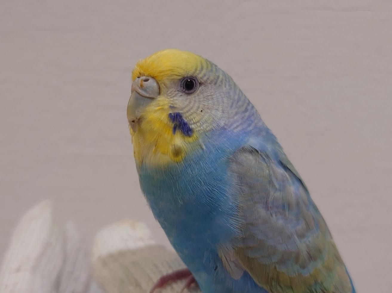 保護された鳥 保護された鳥