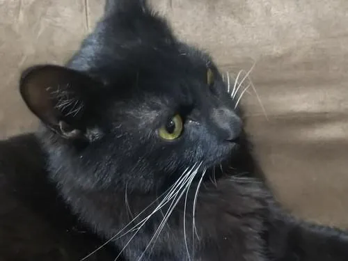 尻尾が太い黒猫を保護しています