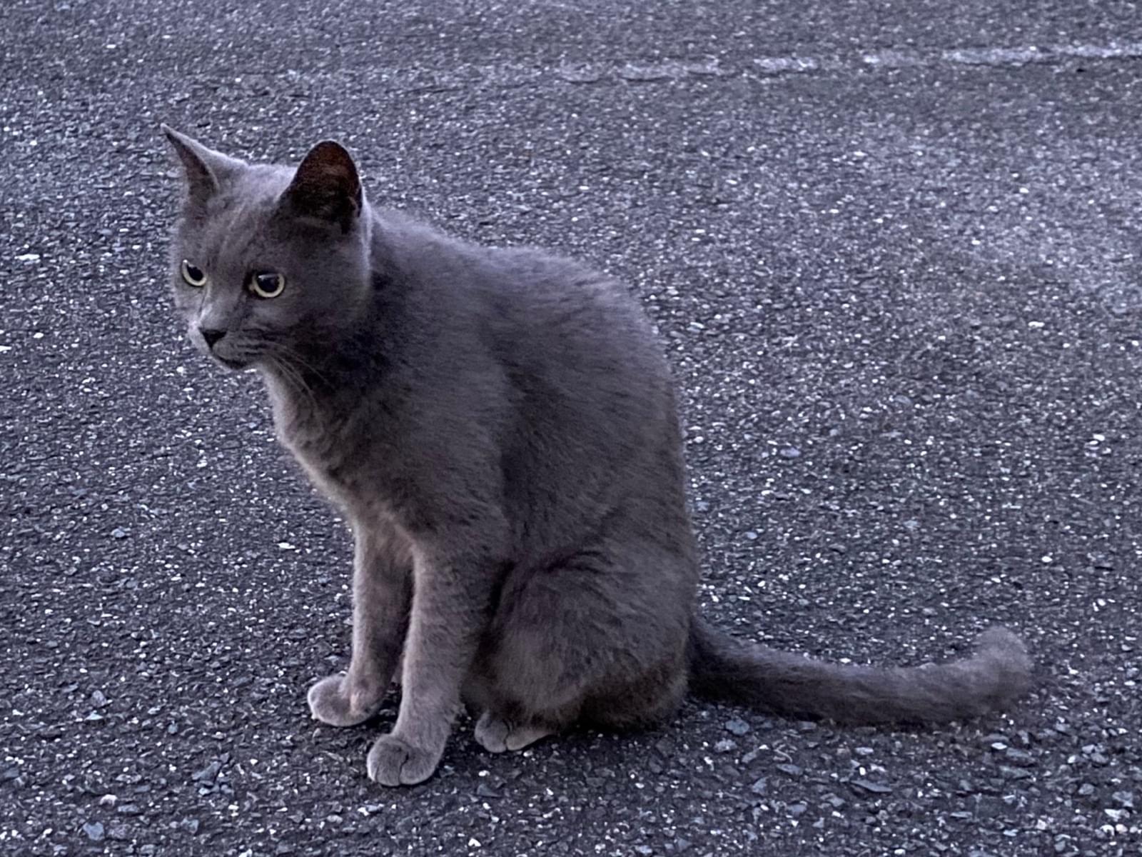 目撃された猫 目撃された猫