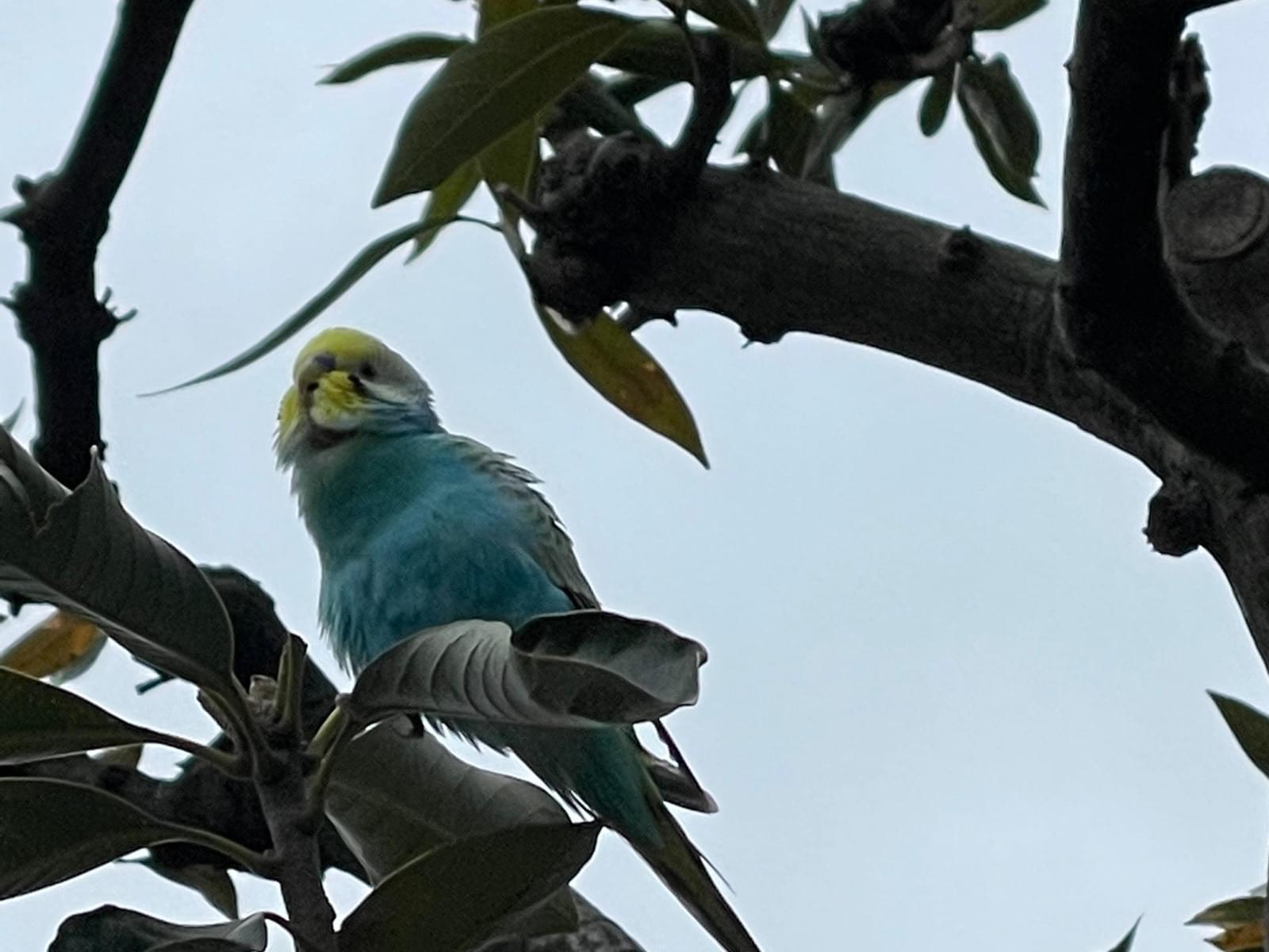 目撃された鳥 目撃された鳥