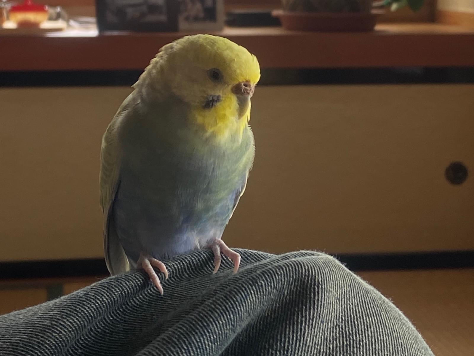 レモンちゃん レモンちゃん